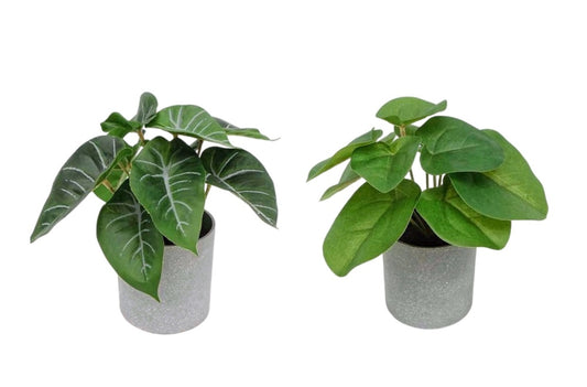 Set 2 Artificial Syngonium & Pilea In Plastic Pot 7x17cm
